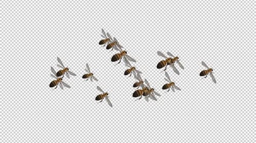 Swarm of Bees - Flying Loop - Aerial Top Angle Close Up View - Alpha Channel - 4K