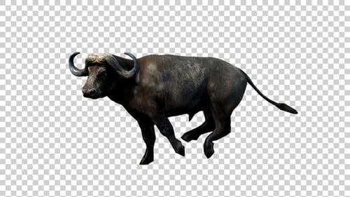 Buffalo Running Look Round Side View