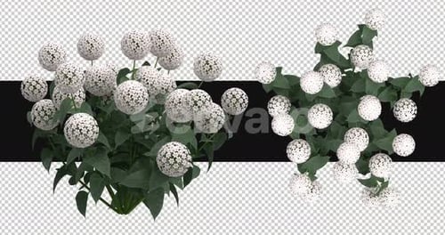 Pack Of 2 Hydrangea Moving In The Wind On Alpha Loop