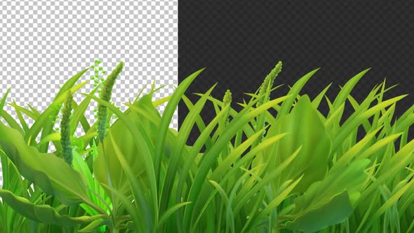 Spring Green Grass Frame Blowing In Wind Alpha Looped, Overlays Motion ...