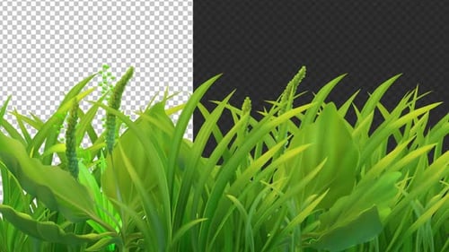 Spring Green Grass Frame Blowing In Wind Alpha Looped