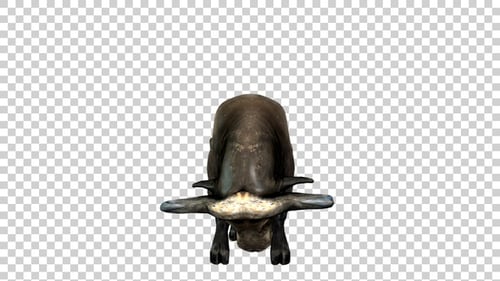 Buffalo Attack Jumping With Head Front View