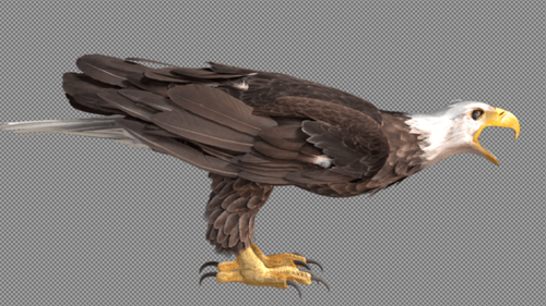 Eagle Land on Ground And Roar