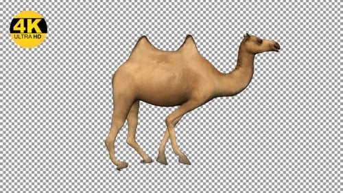 Camel Running Fast Side View