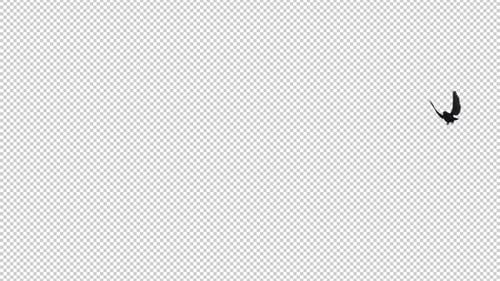 American Crow - Black Bird - Flying Around - Alpha Channel