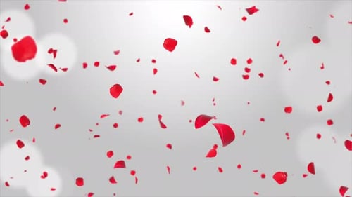 Grüner Bildschirm mit rosa Sakura-Blütenblättern. Viele fallende Blütenblätter auf weißem Grund