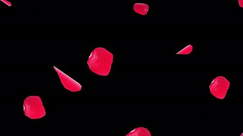 Anniversary with falling Red rose petals 3D Green Screen .