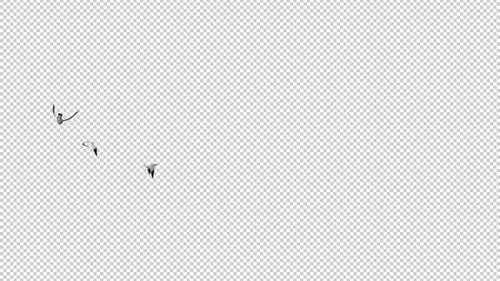 3 North American Seagull Birds - Flying Around Loop LS - Alpha Channel