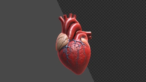 3D Animation of Human Circulatory System Heart Beat Anatomy | Alpha Channel