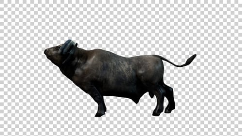 Buffalo Hits Back Side View