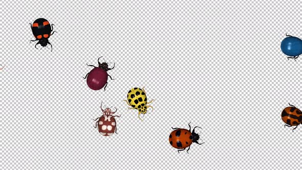 Swarm of 10 Golorful Ladybird Beetle Bugs - Randomly Crawling Over ...