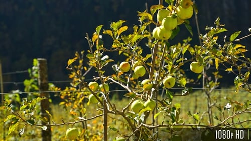 Green apples hanging from apple tree branch