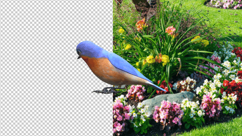 Eastern Bluebird Seitenwinkel im Leerlauf