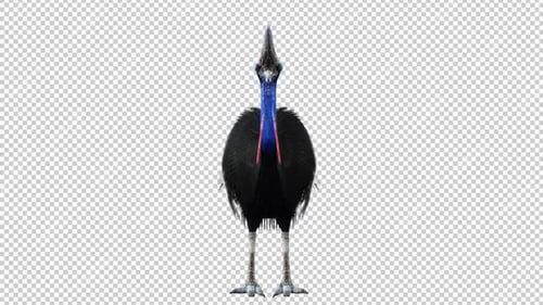 Cassowary Idle 2 Front View Loop