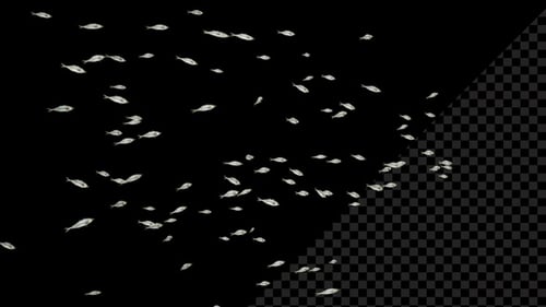 Small Fish Swimming Fast