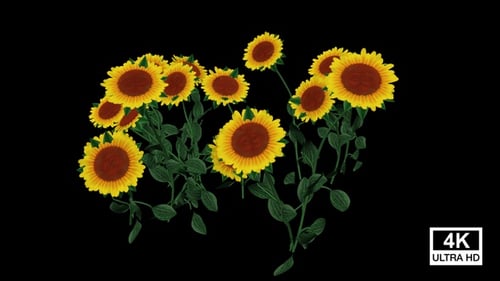 Animated Sunflowers Blooming with Alpha Channel