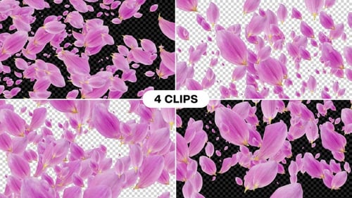 Transición de pétalos de rosa Alpha V3