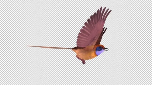 Colorful Australian Bird - Wren Mallee Emu - Flying Loop - Side View CU - Alpha Channel
