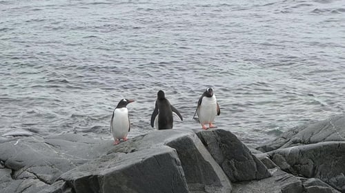 Three Penguins Standing on Rocks Near Ocean