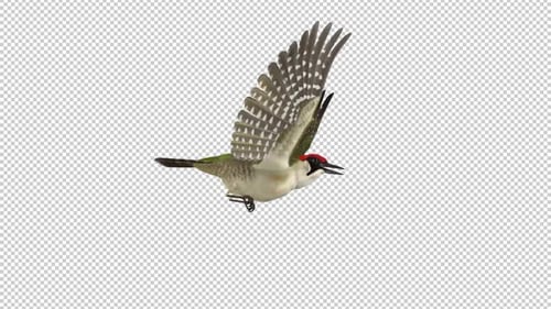 Woodpecker Bird - Eurasian Green - Flying Loop - Side View CU