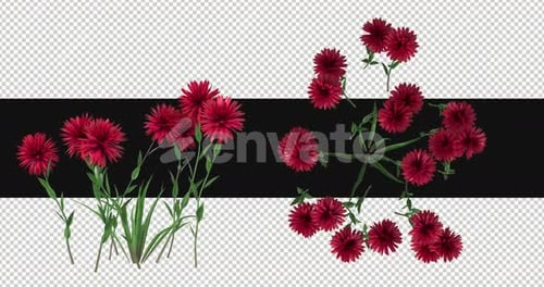 Pack Of 2 Pisacan Flowers Moving In The Wind On Alpha Loop