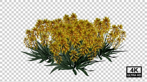 Plantas de flores de aloe en crecimiento