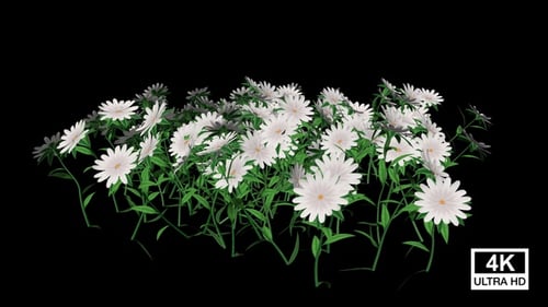 Growing White Flowers Time-Lapse on Alpha Channel