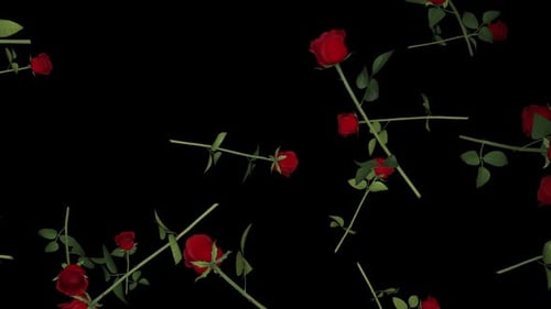 Falling Roses