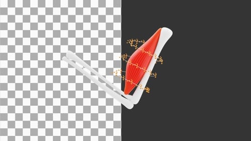 3D Animation of Muscle structure, medical concept visualization | Alpha Channel