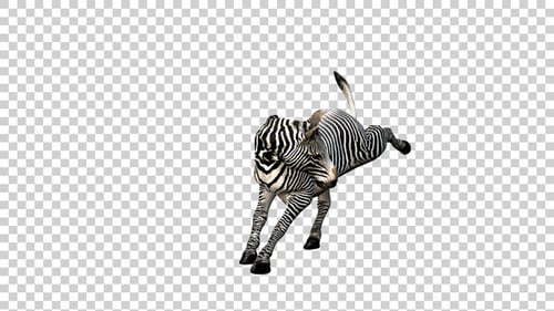Zebra Attack Angle View