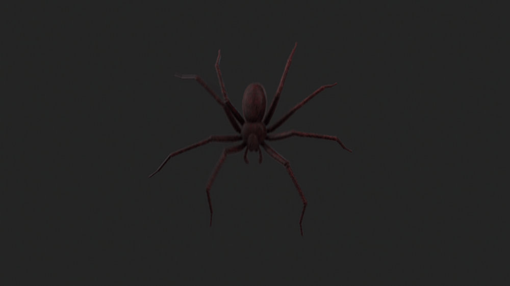 Realistic Spider Descending and Ascending Animation, Backgrounds Motion ...
