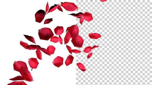 Flying Rose Petals V7