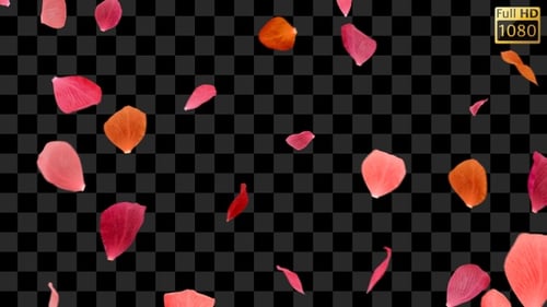 Elegant Rose Petals Falling for Wedding Celebrations