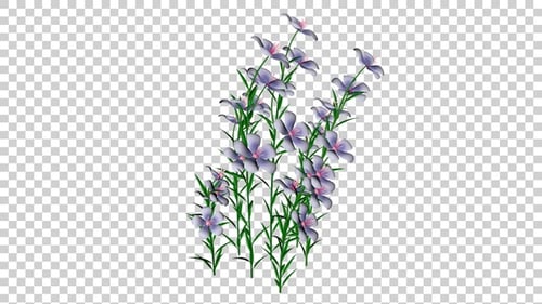Delicate Purple Flowers Swaying Animation with Alpha Channel