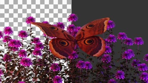 3D Animation of Saturnia Pyri Butterfly | Alpha Channel