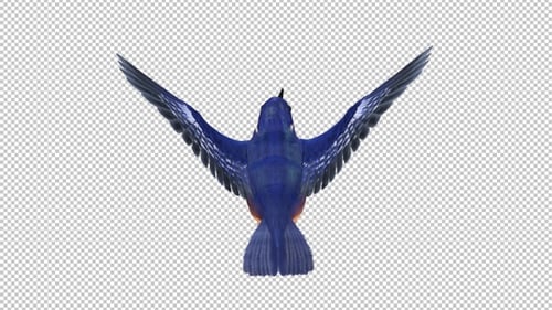 Kingfisher - Flying Bird - Top Back View - Transparent Loop