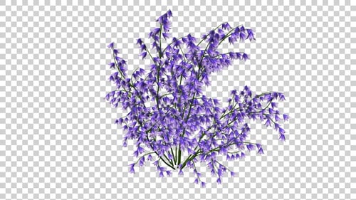 Campanula Flowers