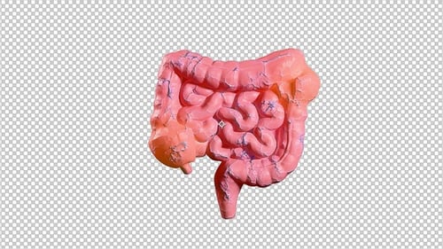 Human Intestine Anatomy 3 D Animation