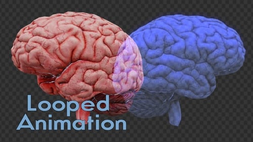3D Human Brain Rotating Medical Anatomy Scientific Study