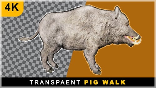 Realistic 3D Wild Boar Walking Animation