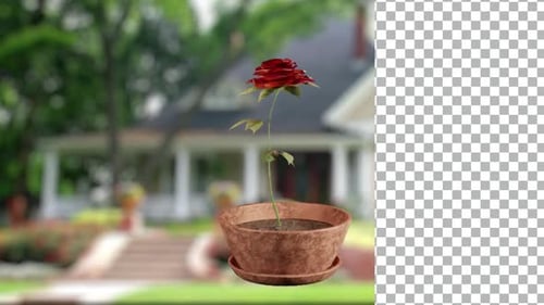 Realistic Blooming Red Rose Plant Growth Animation