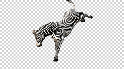 Zebra Attack Angle View
