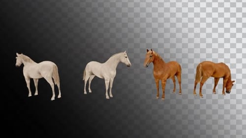 Animated Horses: Realistic White and Brown Horses Grazing and Standing
