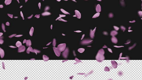 Falling Pink Rose Petals with Transparent Alpha Channel - 4K Realistic 3D Animation