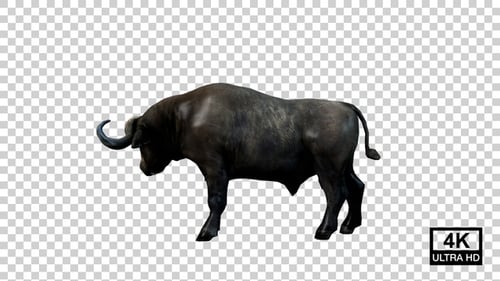 Buffalo Hits Left Side View