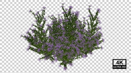 Animated Purple Bush with Growing Flowers