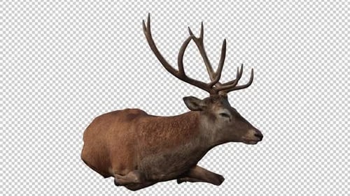 Deer Lying Front View Loop