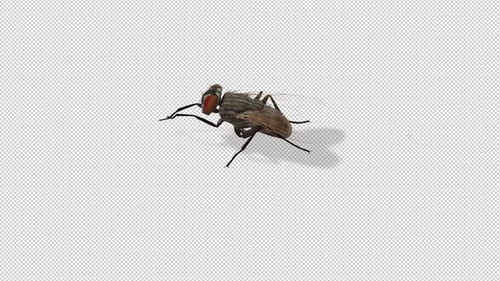 Animated 3D Housefly on Alpha Channel