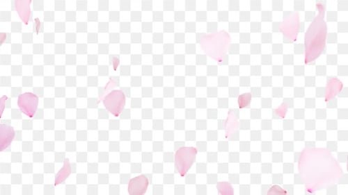 Cherry Blossom Overlays