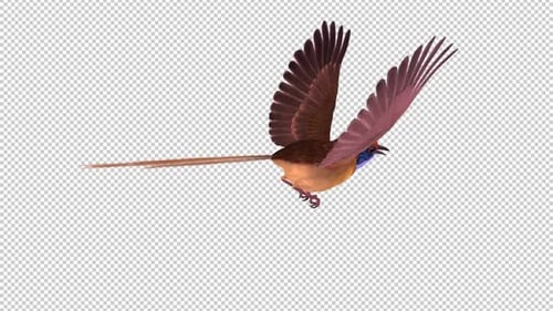 Colorful Australian Bird - Wren Mallee Emu - Flying Loop - Back Angle View CU - Alpha Channel